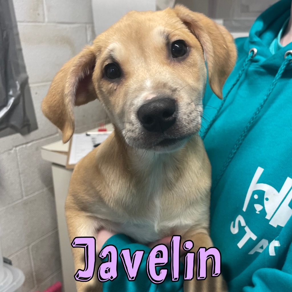 Javelin