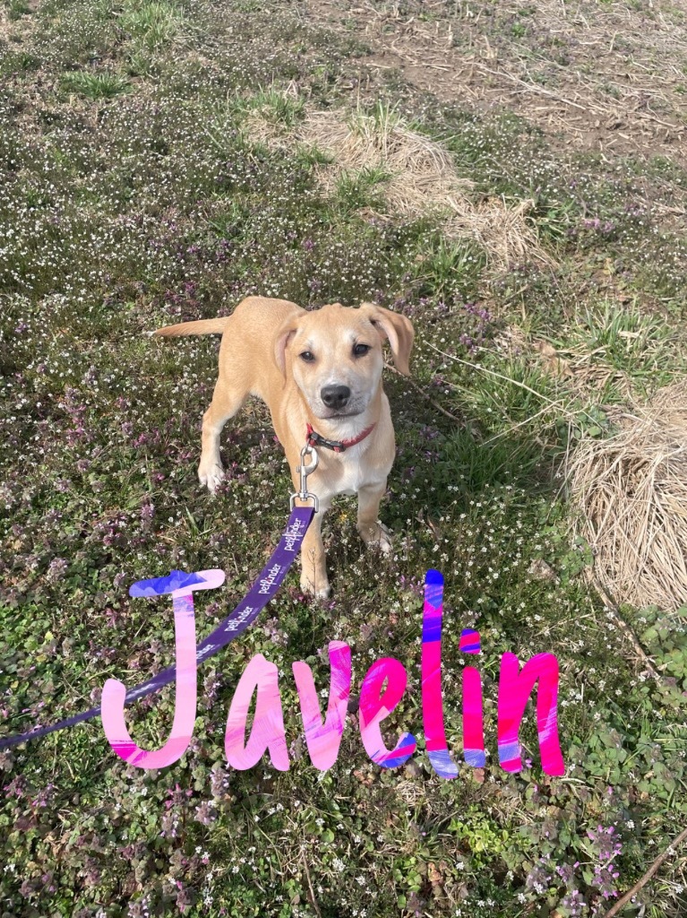 Javelin