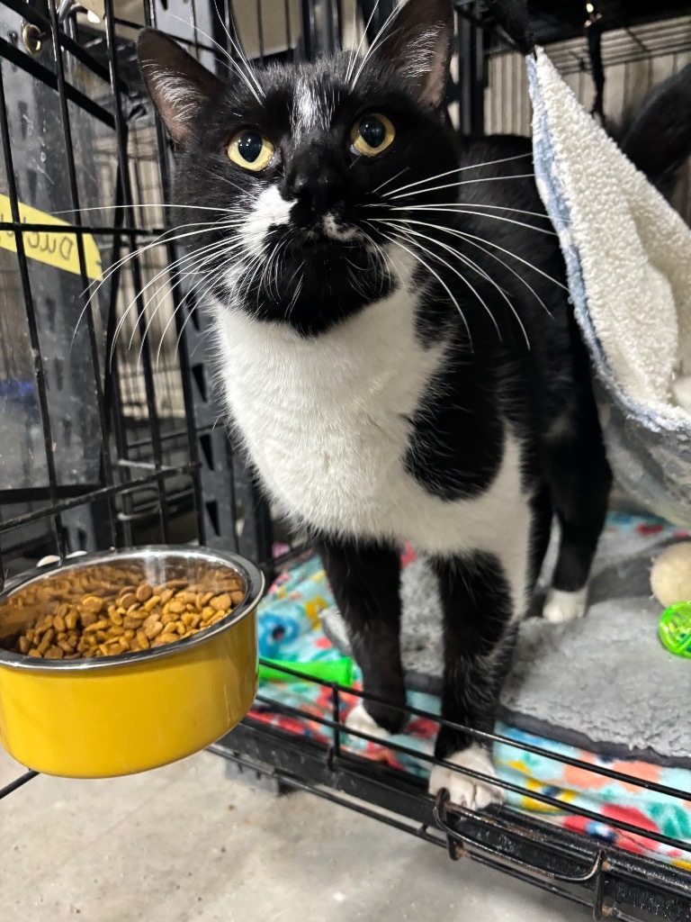 Ducky, an adoptable Domestic Short Hair in Corpus Christi, TX, 78415 | Photo Image 1