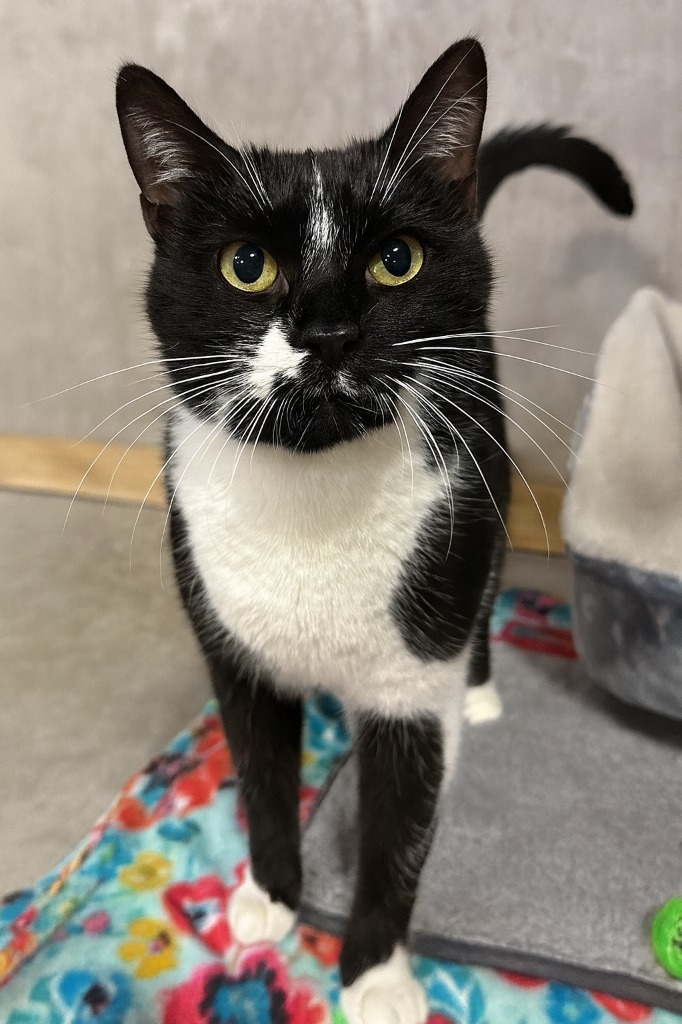 Ducky, an adoptable Domestic Short Hair in Corpus Christi, TX, 78415 | Photo Image 1