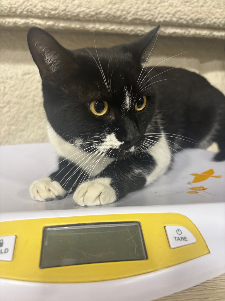 Ducky, an adoptable Domestic Short Hair in Corpus Christi, TX, 78415 | Photo Image 2