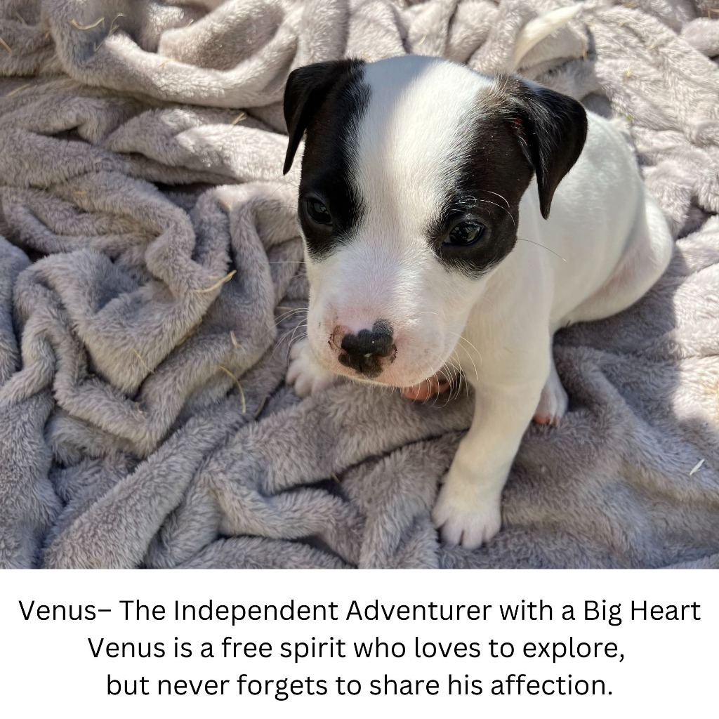 venus