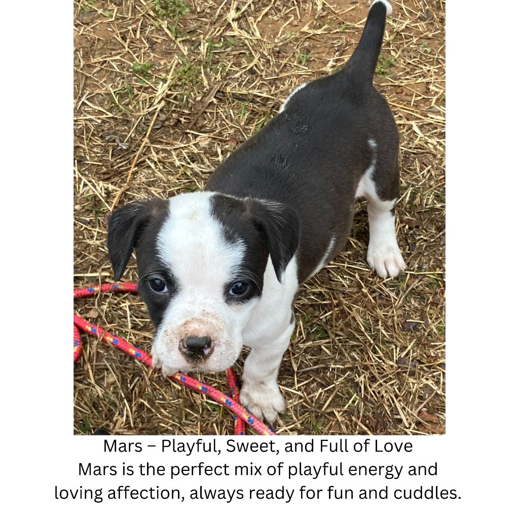 mars