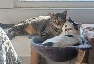 Panda and Louie (Bonded Pair), Adult Male Domestic Short Hair