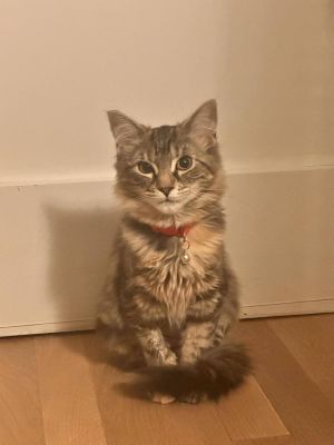 Hazel bonded with Bailey, Baby Female unknown