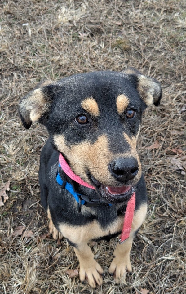 Bo