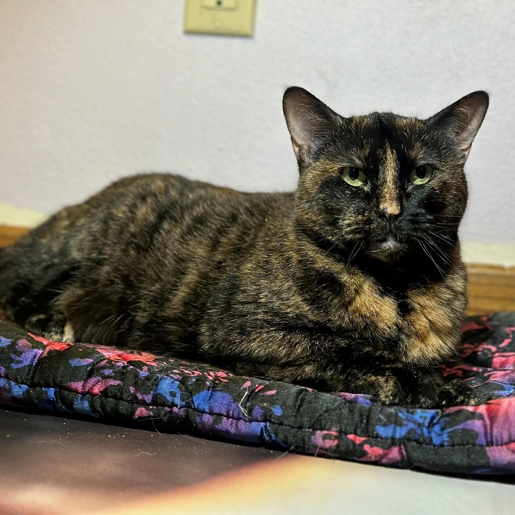 Nova