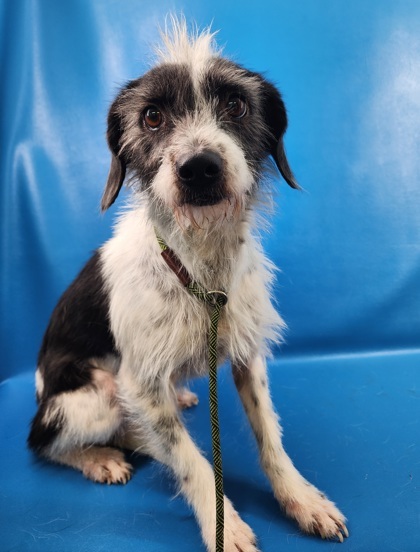 Sally, an adoptable Schnauzer, Border Collie in Morton Grove, IL, 60053 | Photo Image 1