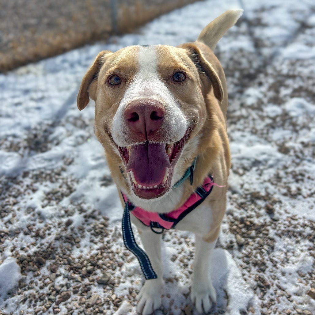 Casper, an adoptable Yellow Labrador Retriever, Pit Bull Terrier in Lander, WY, 82520 | Photo Image 1