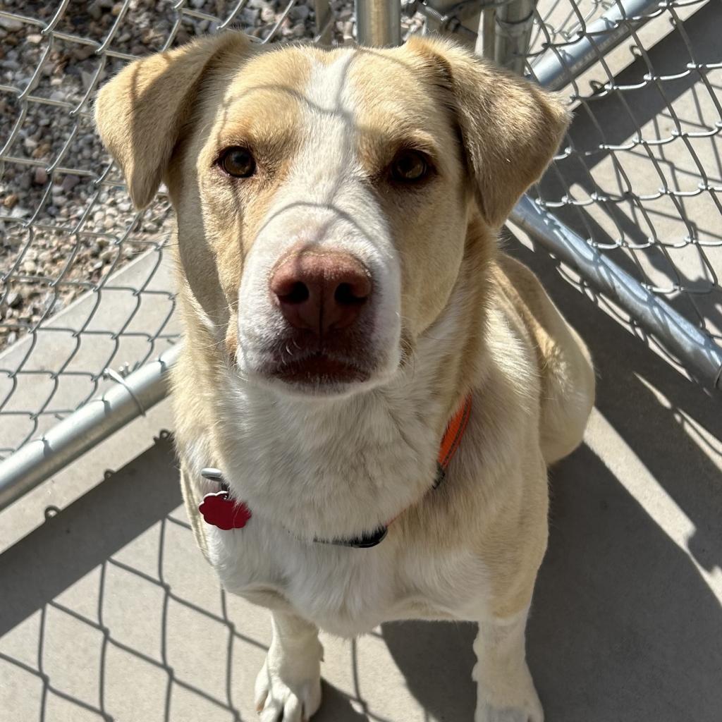 Casper, an adoptable Yellow Labrador Retriever, Pit Bull Terrier in Lander, WY, 82520 | Photo Image 2