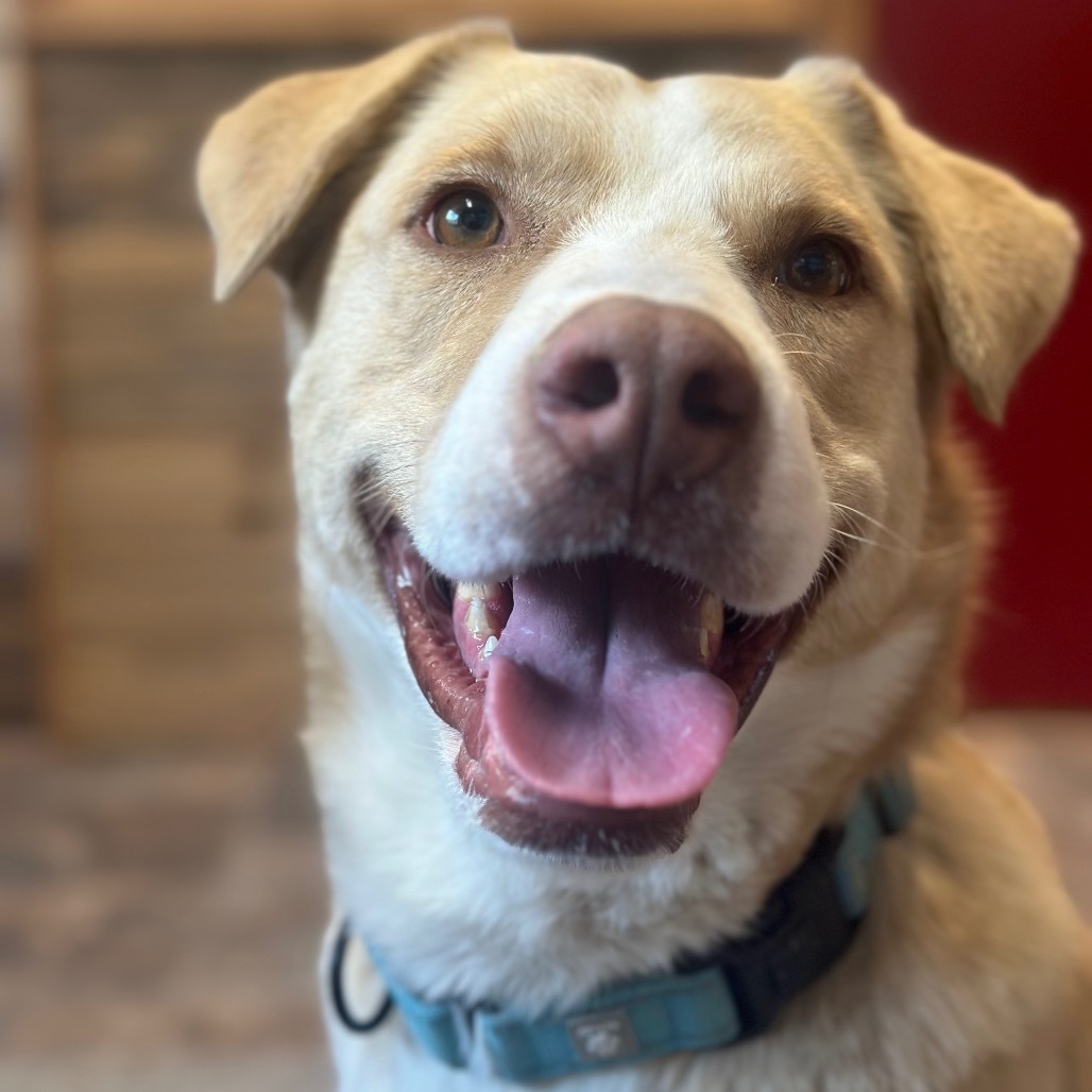 Casper, an adoptable Yellow Labrador Retriever, Pit Bull Terrier in Lander, WY, 82520 | Photo Image 4