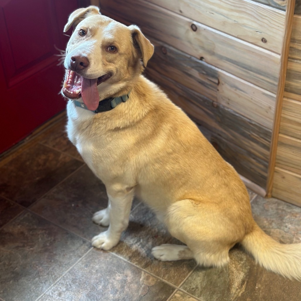 Casper, an adoptable Yellow Labrador Retriever, Pit Bull Terrier in Lander, WY, 82520 | Photo Image 5