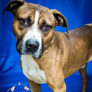 Boudreaux - 111203S, Adult Male Boxer