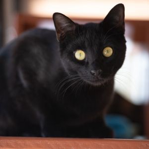 Geno, Adult Male Domestic Short Hair