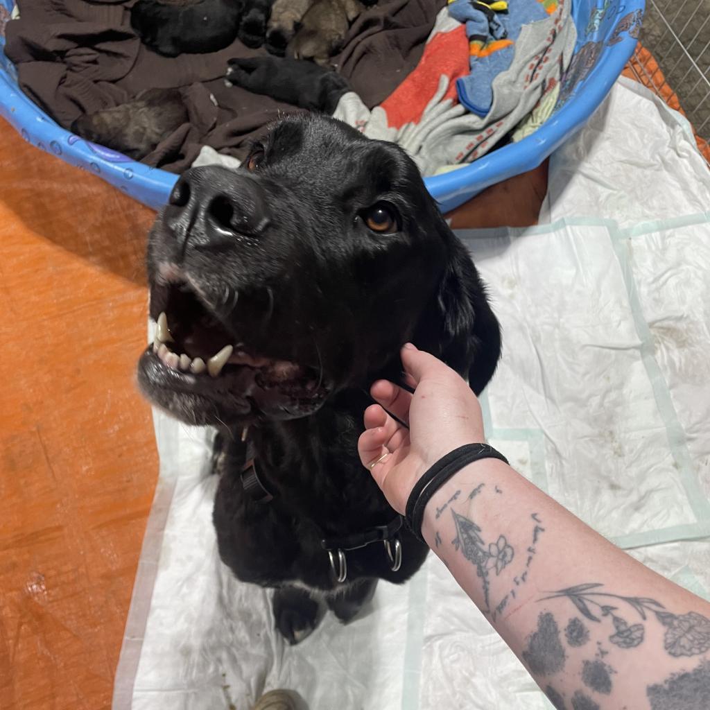 Maggie, an adoptable Great Dane, Black Labrador Retriever in North Battleford, SK, S9A 2M7 | Photo Image 1