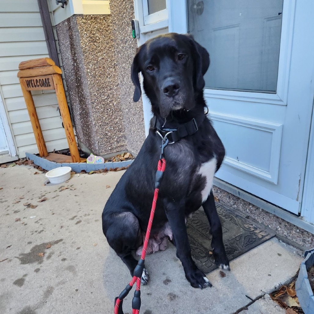 Maggie, an adoptable Great Dane, Black Labrador Retriever in North Battleford, SK, S9A 2M7 | Photo Image 2
