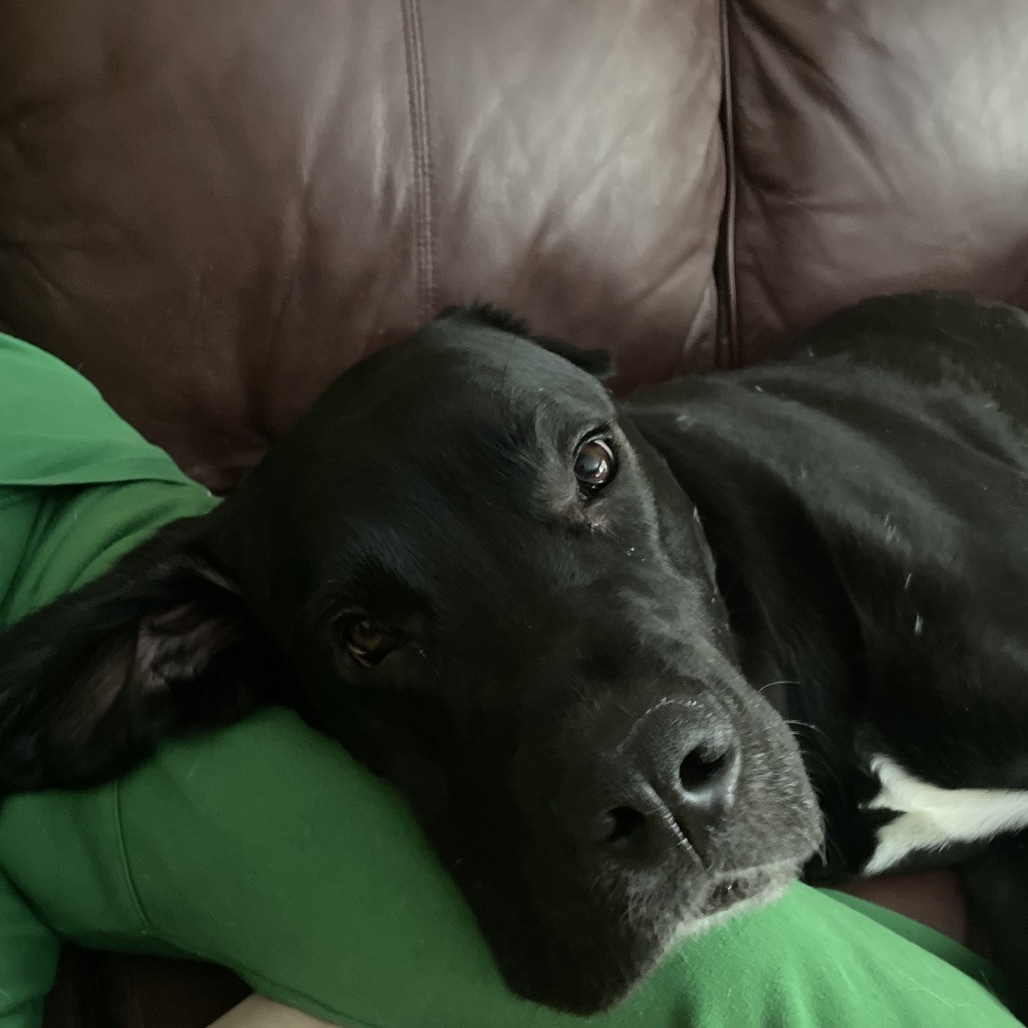 Maggie, an adoptable Great Dane, Black Labrador Retriever in North Battleford, SK, S9A 2M7 | Photo Image 3