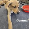 Gemma photo 1