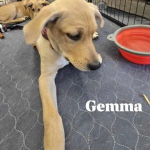 Gemma, Young Female Yellow Labrador Retriever