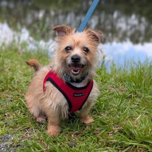 Wellington 02-1234, Adult Male Yorkshire Terrier