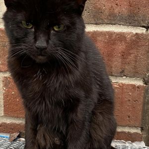 Eve, Adult Female Domestic Medium Hair