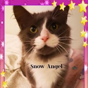 Snowangel, Adult Female unknown