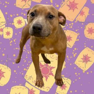 Robin, Adult Female Pit Bull Terrier