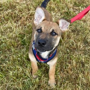 Michonne is being raised in a loving foster home with a resident dog and three young children Shes