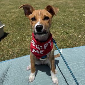 The Walking Dead Litter is ready for your puppy-ready home These cuties are being raised in a lovin