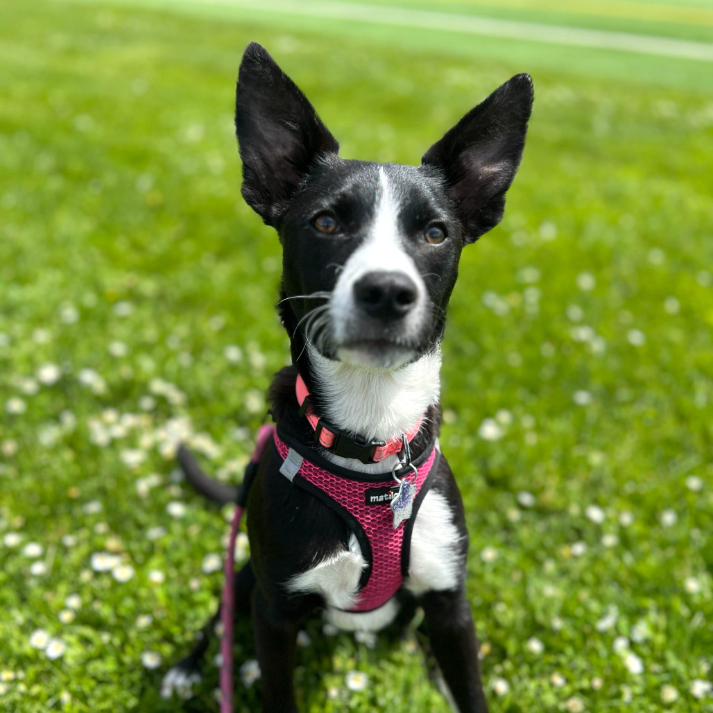 Rosita