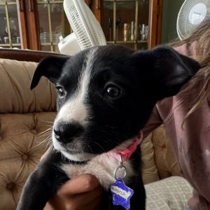 The Walking Dead Litter is ready for your puppy-ready home These cuties are being raised in a lovin
