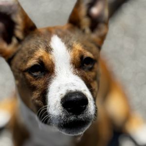The Walking Dead Litter is ready for your puppy-ready home These cuties are being raised in a lovin