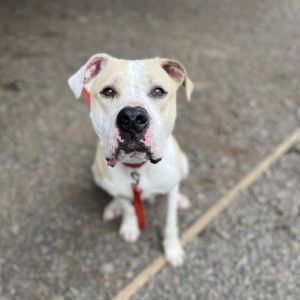 Buckley, Adult Male Pit Bull Terrier