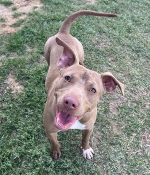 Trailer, Young Female Mixed Breed