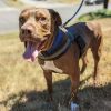 Rufio - AVAILABLE photo 2