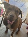 Rufio - AVAILABLE photo 3