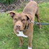 Rufio - AVAILABLE photo 4