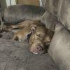 Rufio - AVAILABLE photo 5