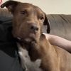 Rufio - AVAILABLE photo 6