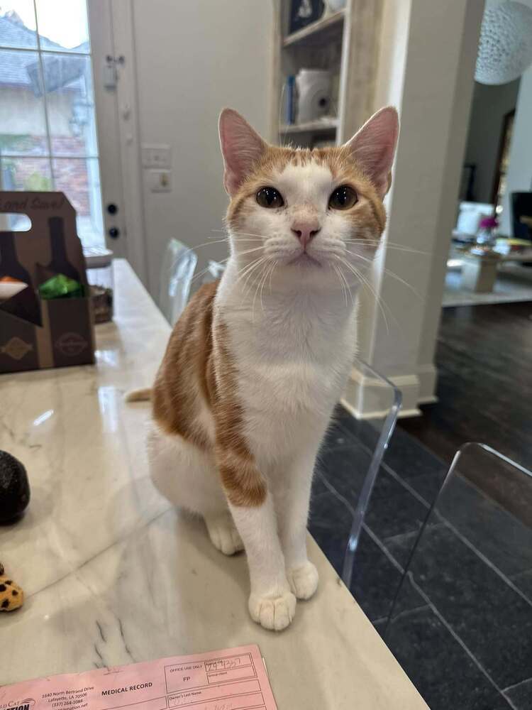 Mr Pibbles