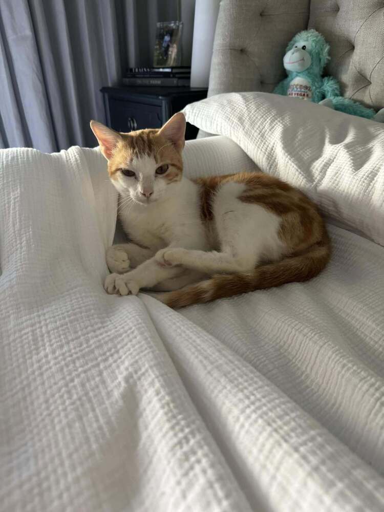 Mr Pibbles