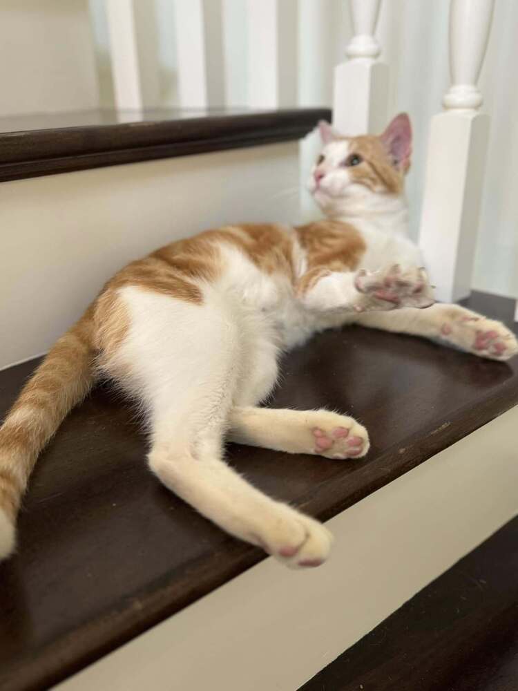 Mr Pibbles, an adoptable Domestic Short Hair in Scott, LA, 70583 | Photo Image 3