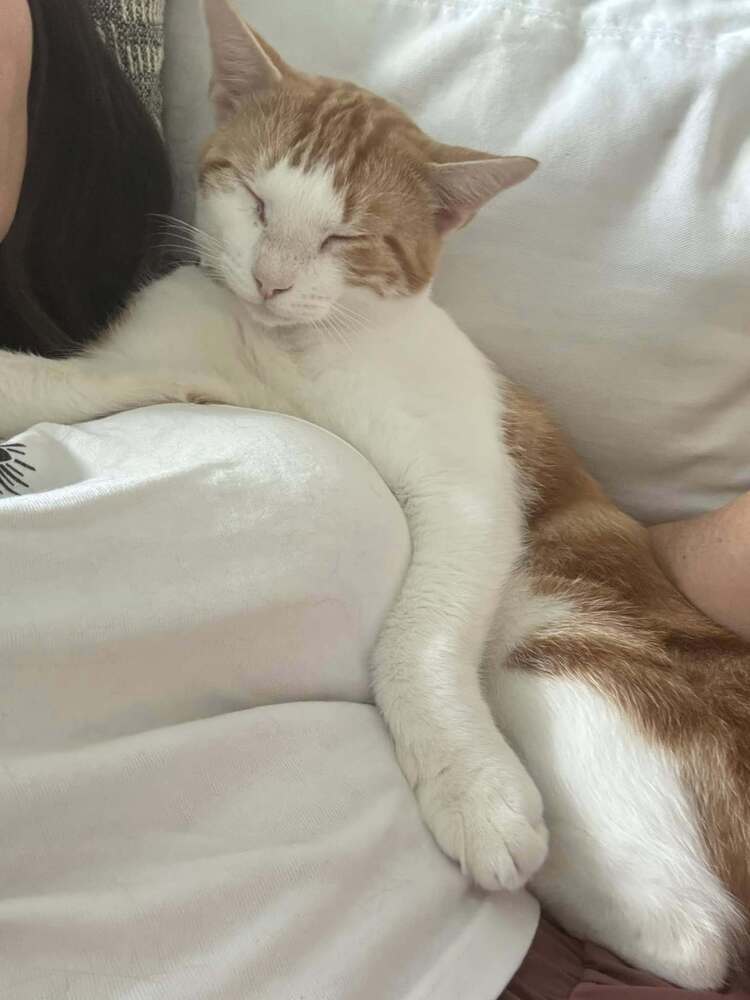 Mr Pibbles