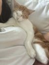 Mr Pibbles photo 4