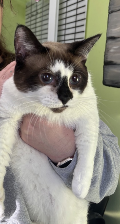 Aphrodite, an adoptable Snowshoe, Domestic Short Hair in Vincennes, IN, 47591 | Photo Image 1