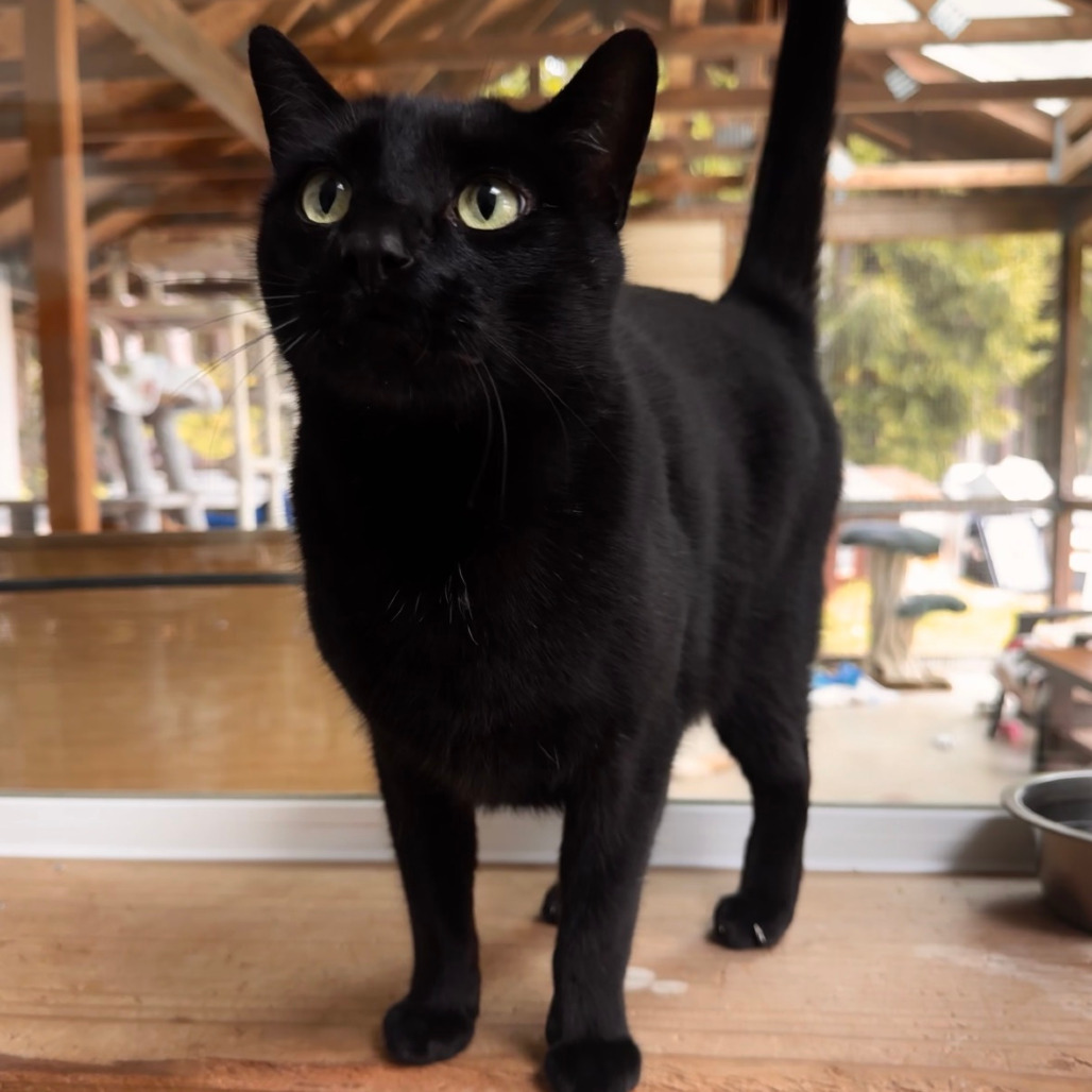 Charcoal, an adoptable Domestic Short Hair in Fort Bragg, CA, 95437 | Photo Image 1