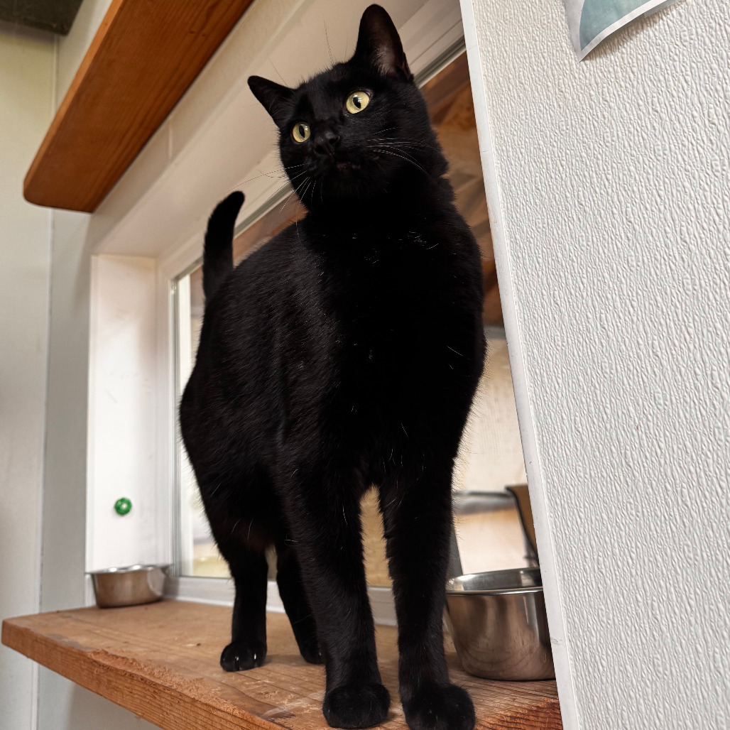Charcoal, an adoptable Domestic Short Hair in Fort Bragg, CA, 95437 | Photo Image 2