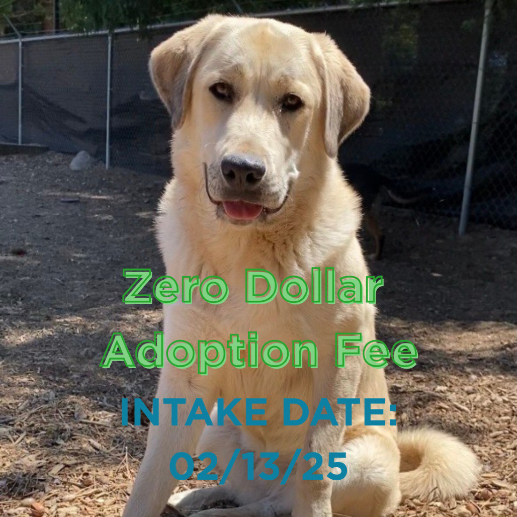 Macie, an adoptable Anatolian Shepherd, Golden Retriever in Mount Shasta, CA, 96067 | Photo Image 1