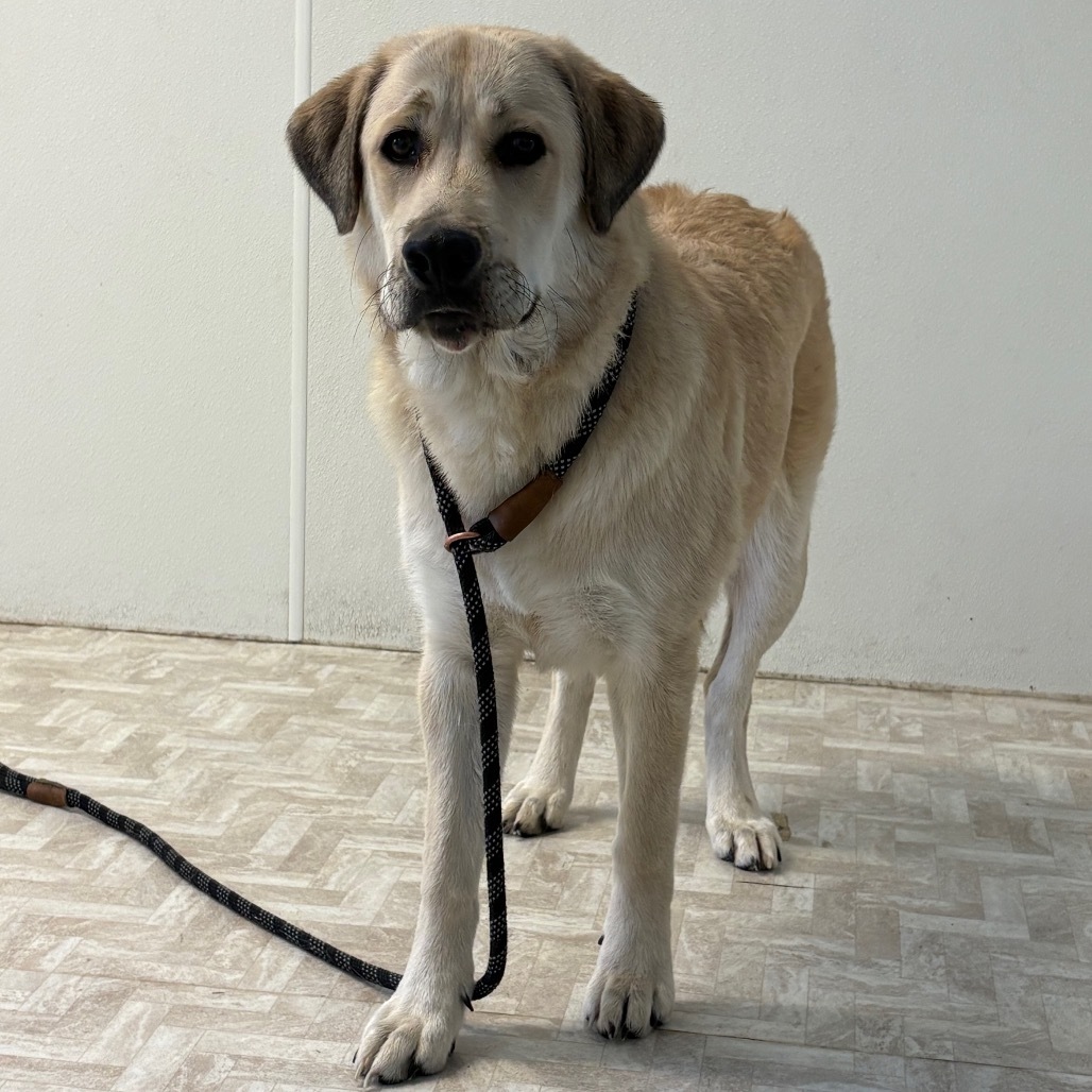 Macie, an adoptable Anatolian Shepherd, Golden Retriever in Mount Shasta, CA, 96067 | Photo Image 2