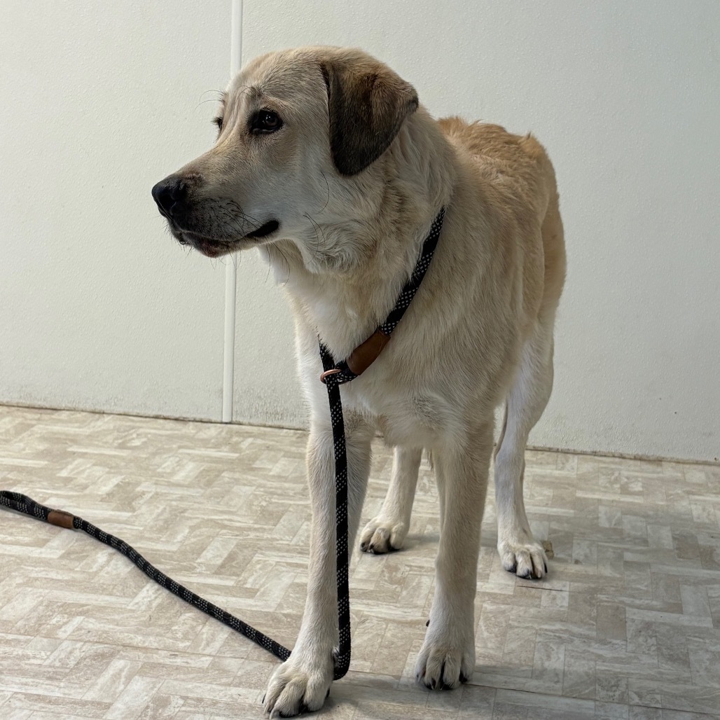 Macie, an adoptable Anatolian Shepherd, Golden Retriever in Mount Shasta, CA, 96067 | Photo Image 3